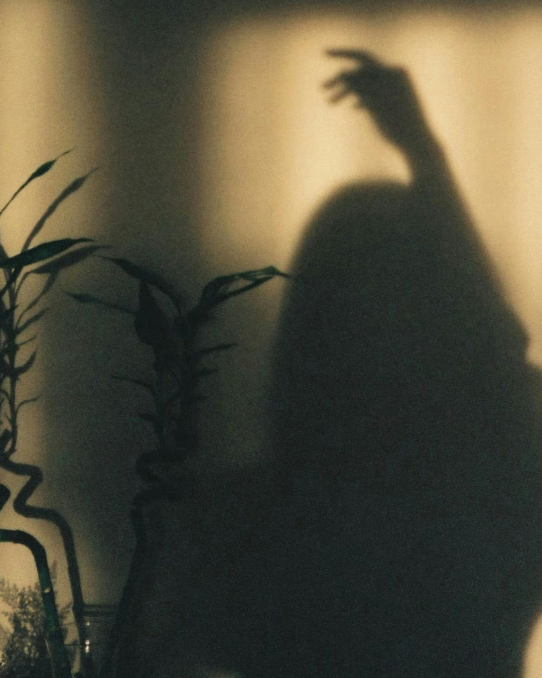 Longevity, Vanity, & Ageism