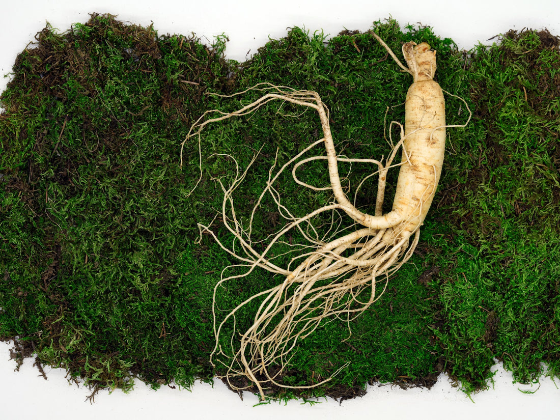 Ingredient spotlight: Panax ginseng
